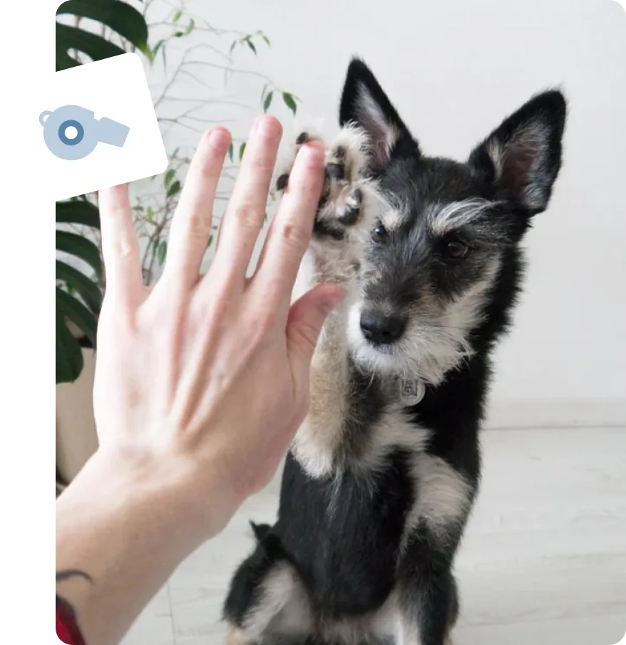 Een hand geeft een high five aan een klein hondje