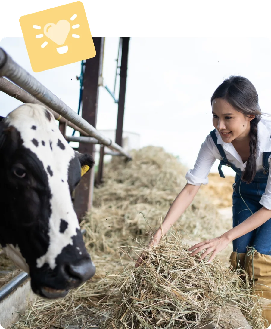 Een dierenarts geeft een koe hooi in de stal